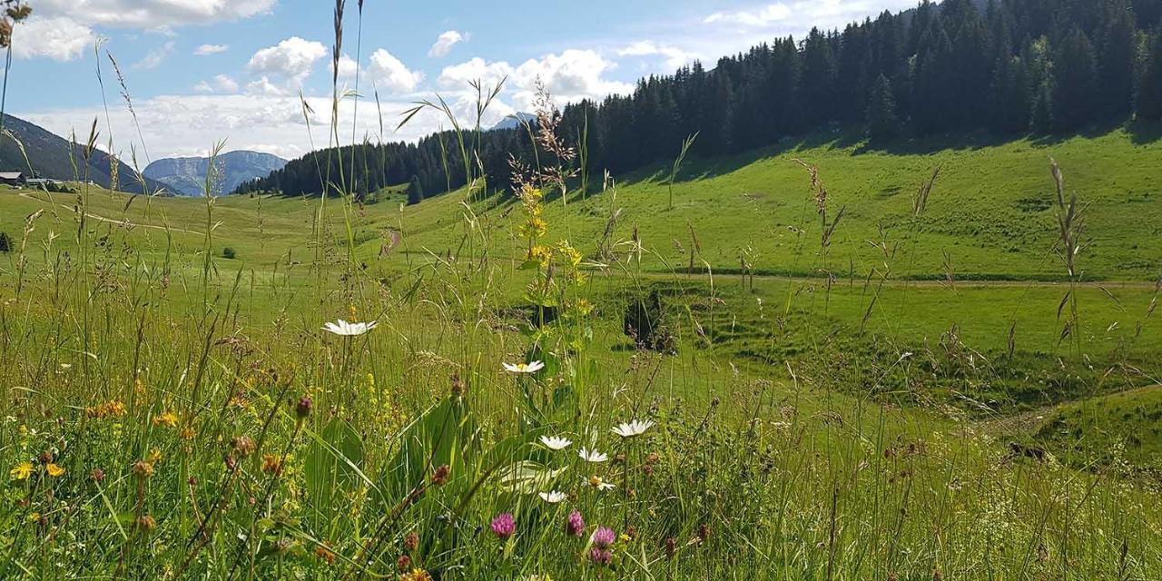 Gite Les Lanfiannes Thorens-Glières Exterior foto